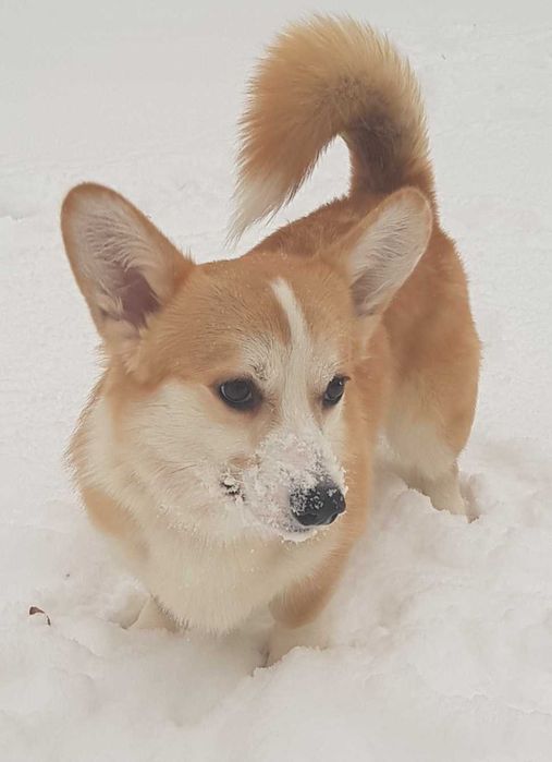Щеня коргі-Ідеальний характер, блискучий розум і щире серце.