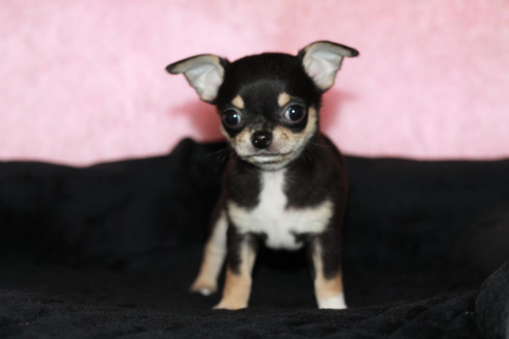 ZAREZERWOWANY!Chihuahua krótkowłosy chłopiec ZKwP FCI