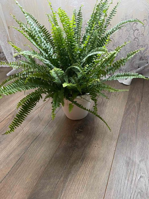 Продается папоротник
