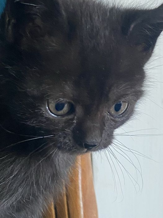 Oddam trzy kotki w dobre ręce