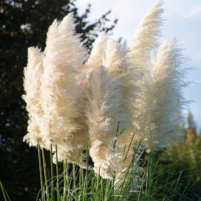 Trawa pampasowa biała 'White Feather' pióropusz W DONICZCE 2L