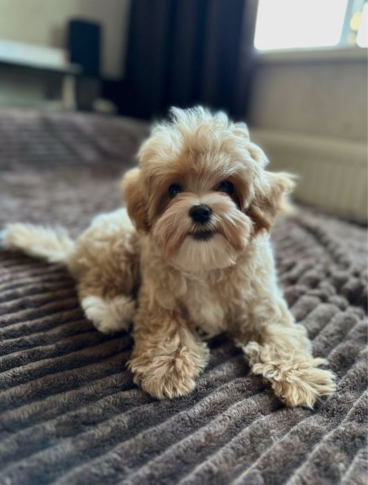 Мальтипу У нас найкращі Мальтипу