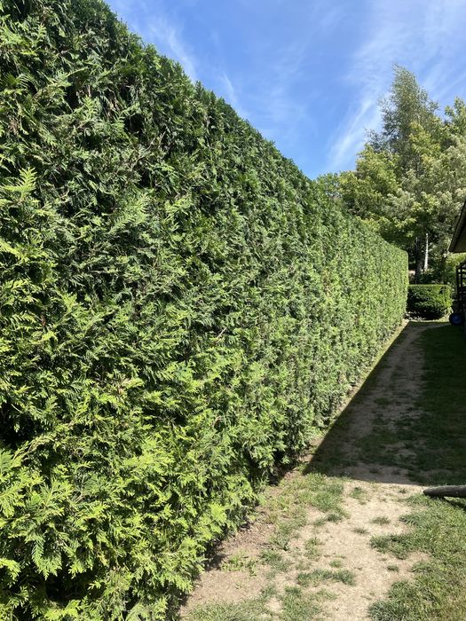 Wycinka i sprzątanie działek, usługi ogrodnicze,koszenie trawy