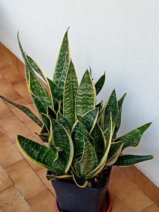 Campo Grande - Vendo Plantas