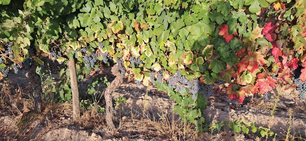 Venda de uvas tintas touriga nacional e tinta roriz