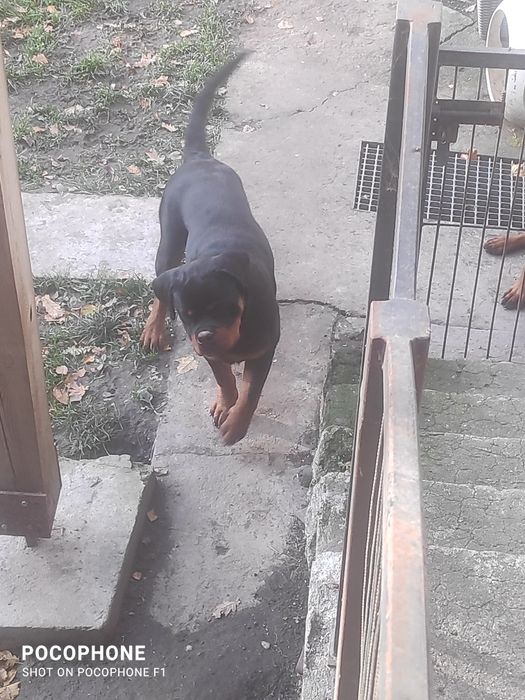 Rottweiler szczenię suczka FCI