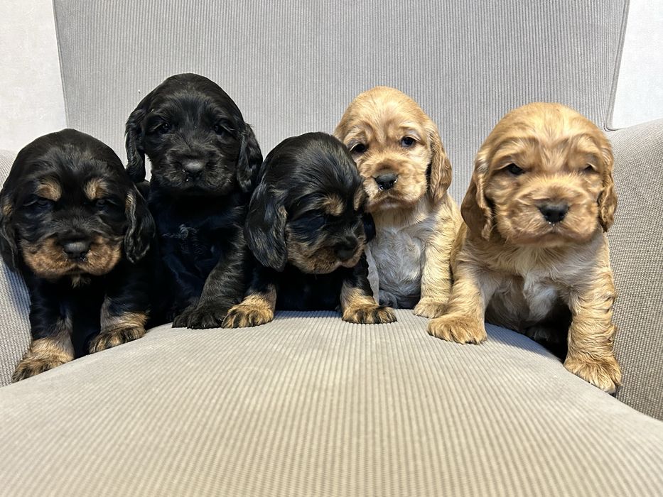 Cocker Spaniel Angielski, Szczeniaczek