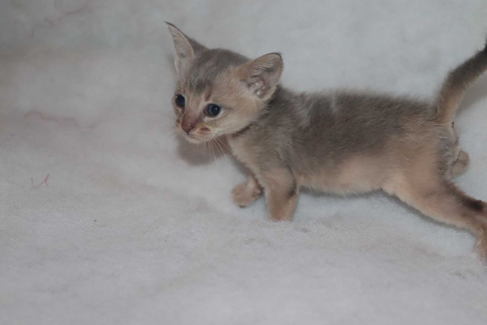 Абиссинский котенок. Мальчишка. Котик