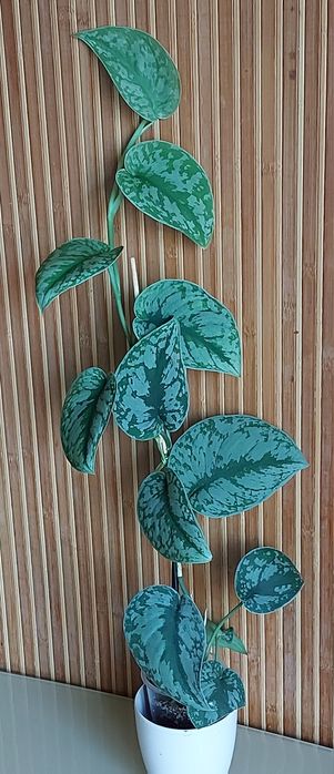 сциндапсус, філодендрон