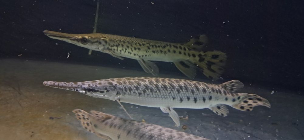 Vendo 2 especies de peixe gar