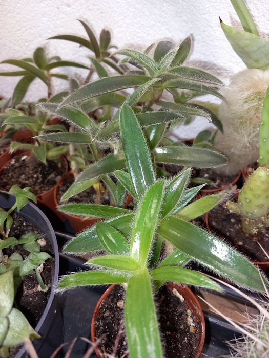 Vendo monstera e outras plantas