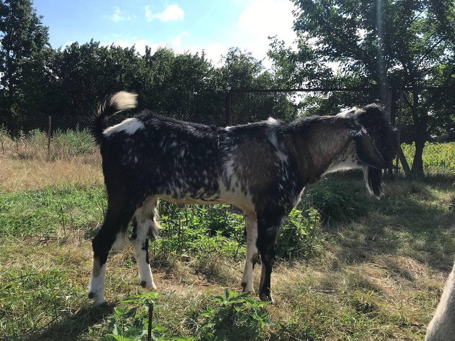 Продам Англонубійскіх козликів