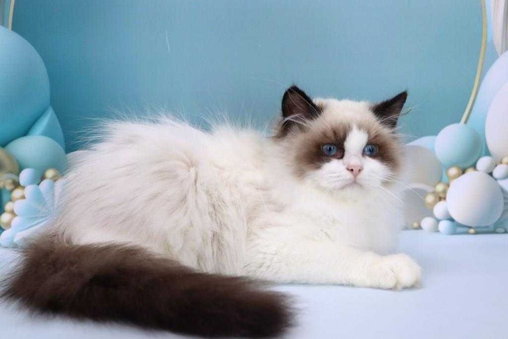 Очень красивый мальчишка с прививками-Ragdoll//РЕГДОЛЛ