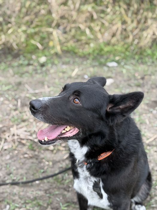 KORNEL do pilnej adopcji!