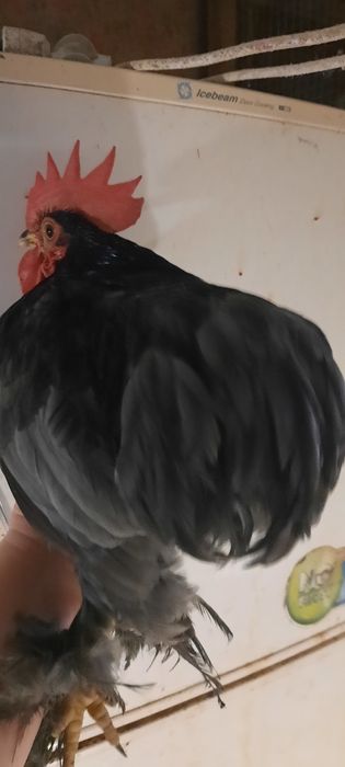 Півники карликового кохінхіна