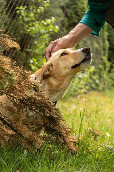 Roczna, piękna, biszkoptowa sunia do adopcji