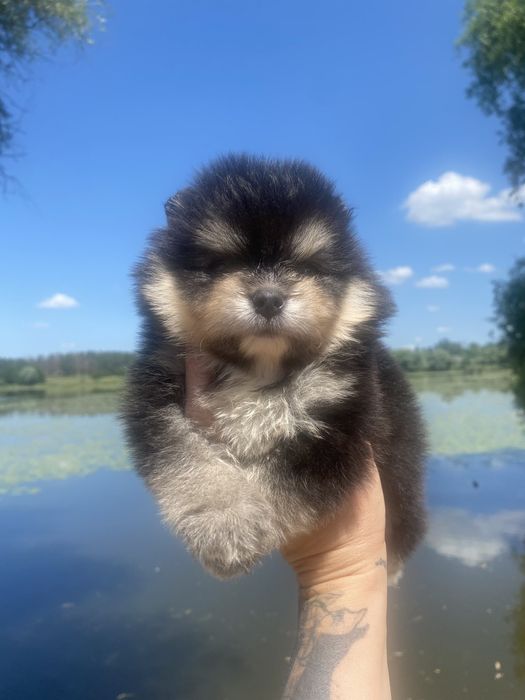 Мишка помернский шпиц