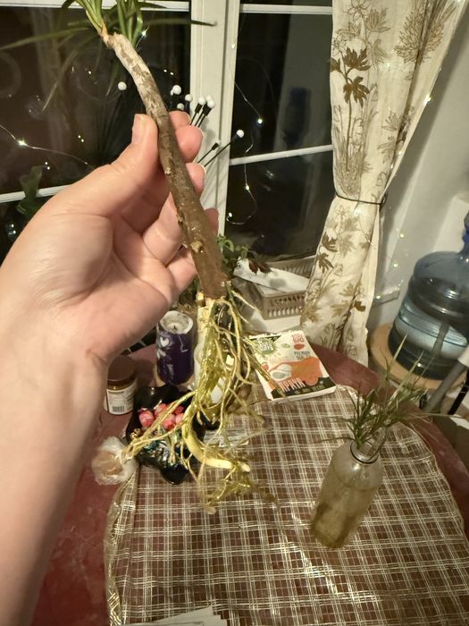 Пальма драцена різна