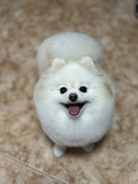 Професійний грумінг померанських шпіців – монопородний догляд