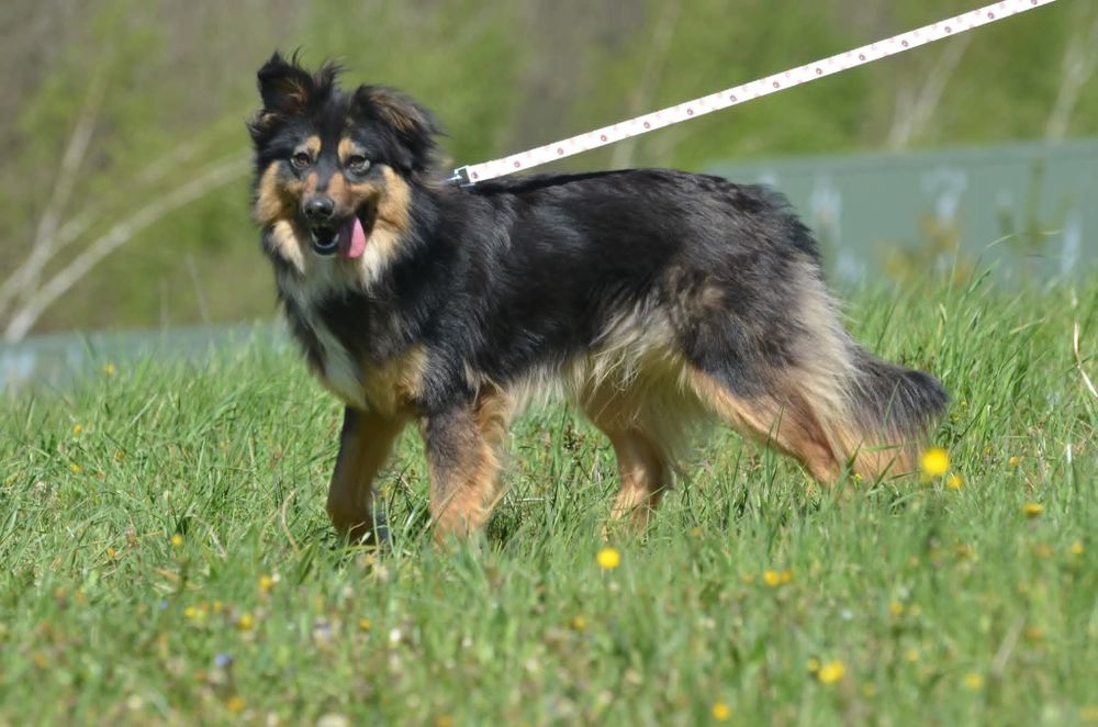 Mati- do adopcji