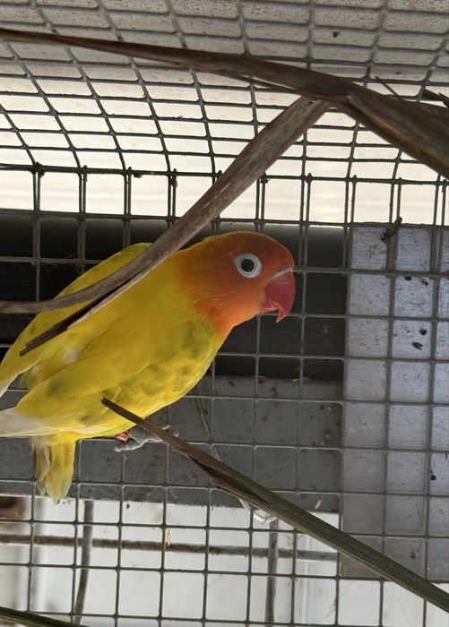 Agapornis fisher Agapone