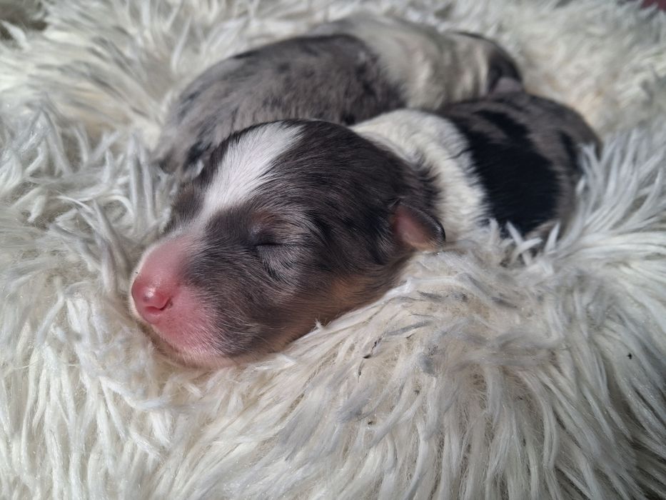 Owczarek australijski FCI ogon krótki PIES