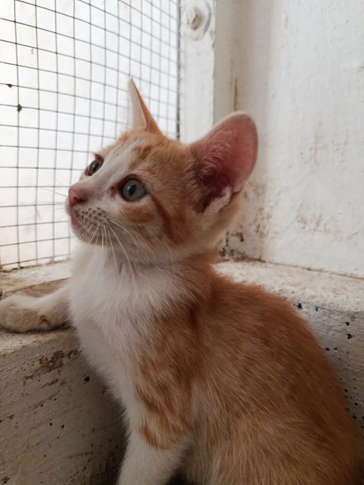 Gatinha bebé para adoção