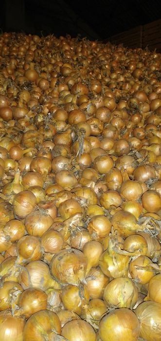 Cebula Centro sprzedam