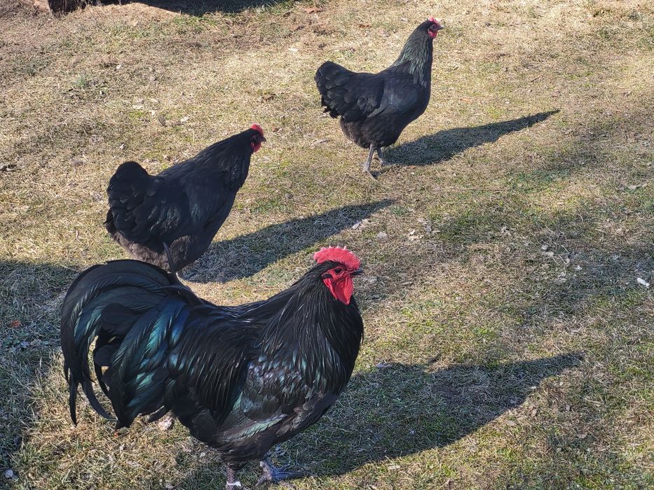 Jaja lęgowe AUSTRALORP.