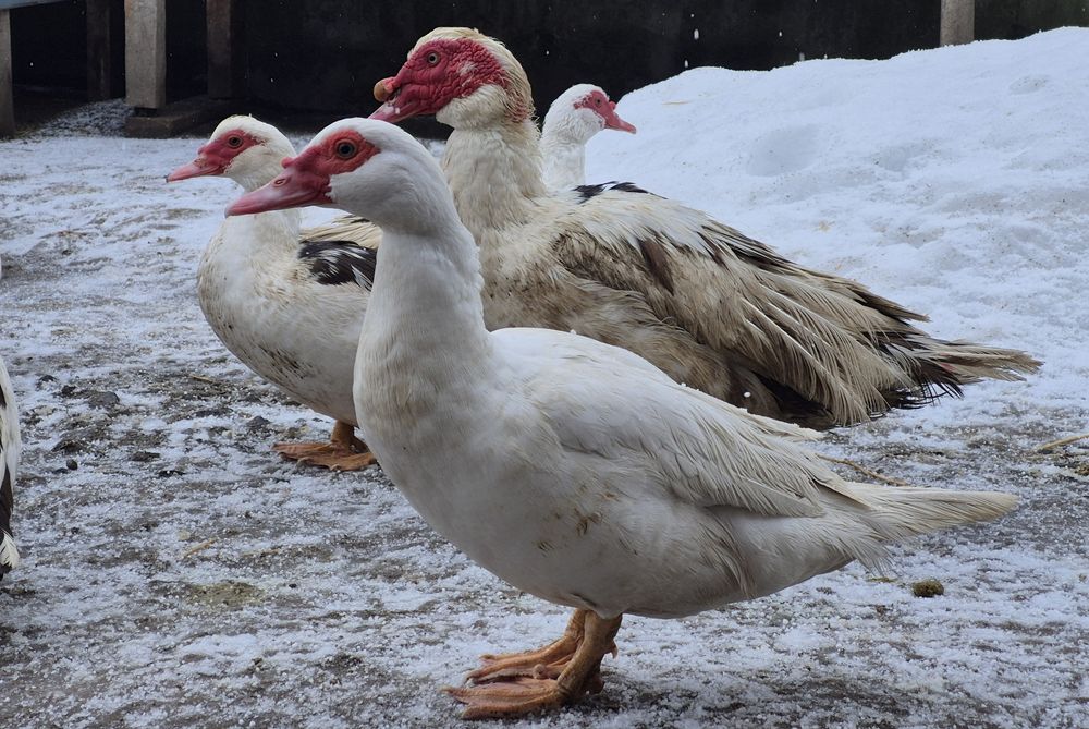 Інкубаційні яйця мускусної качки (шипуни)