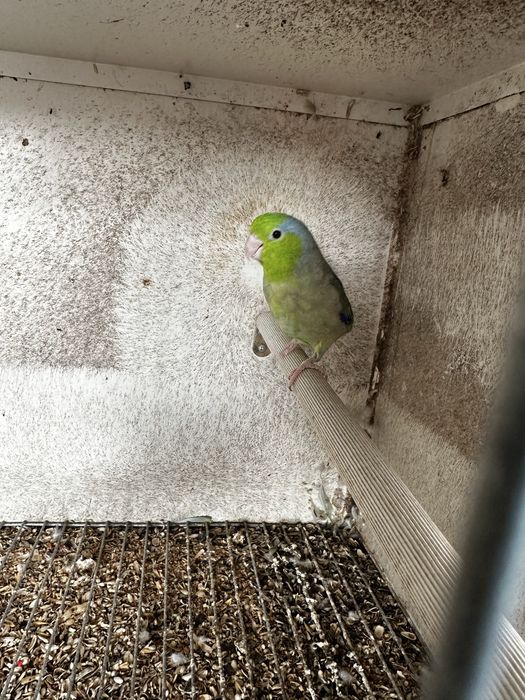 Forpus verde macho