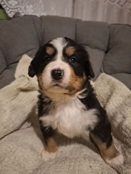 Berneński pies pasterski