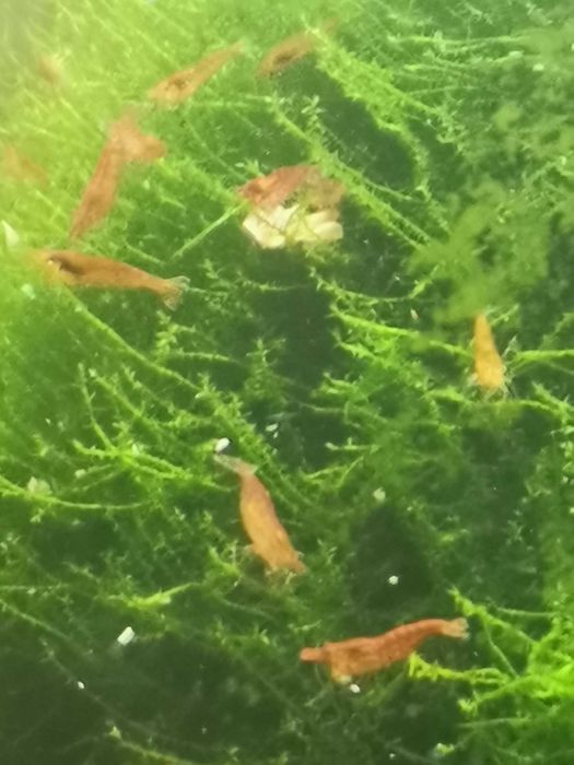 Camaroes red juvenis e não só também adultos