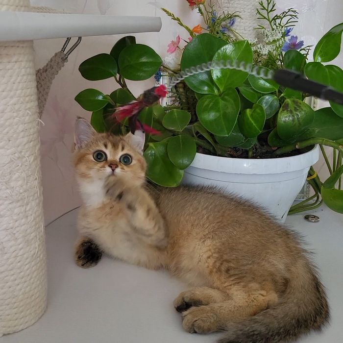 Розпродажа!Золотые   котята.