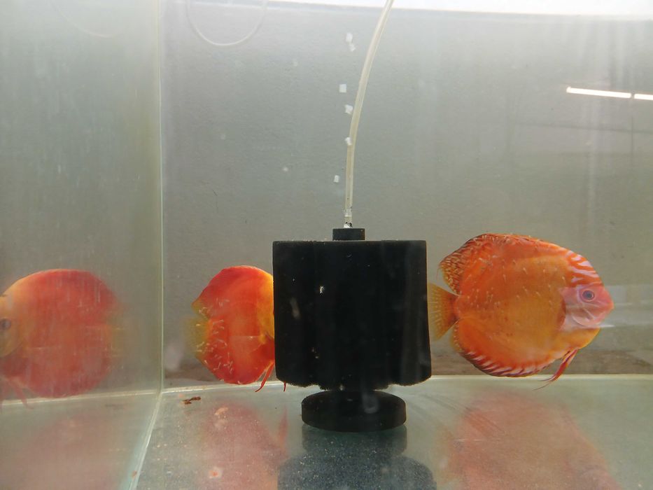 Paletki Dyskowce Bardzo płodna, dwuletnia para