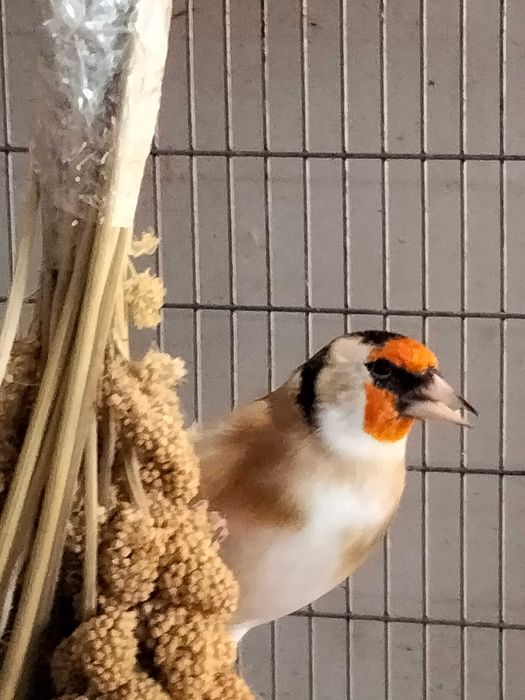 Pintassilgos Major para cedência.Criador registado no ICNF. 15PT0027/B