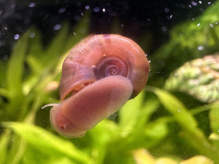 Ślimaki wodne (rozdętki,świderki,zatoczki)