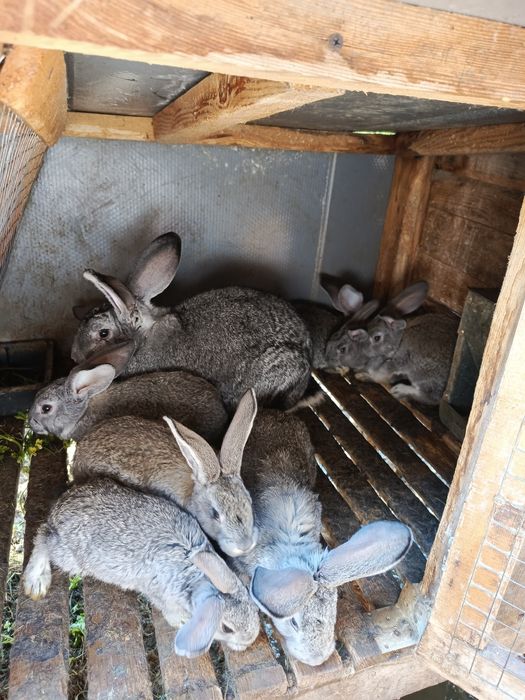 Продам    кролів