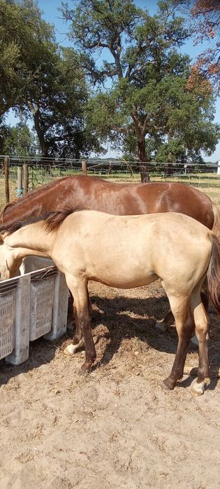 Vende se eguas poldros e cavalos