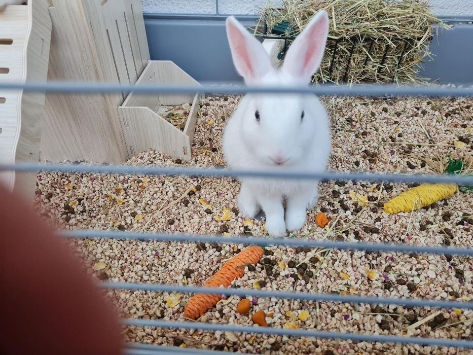 Kit + Coelhinhos anões