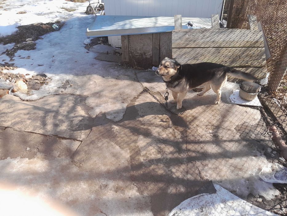 Віддам дворового собаку