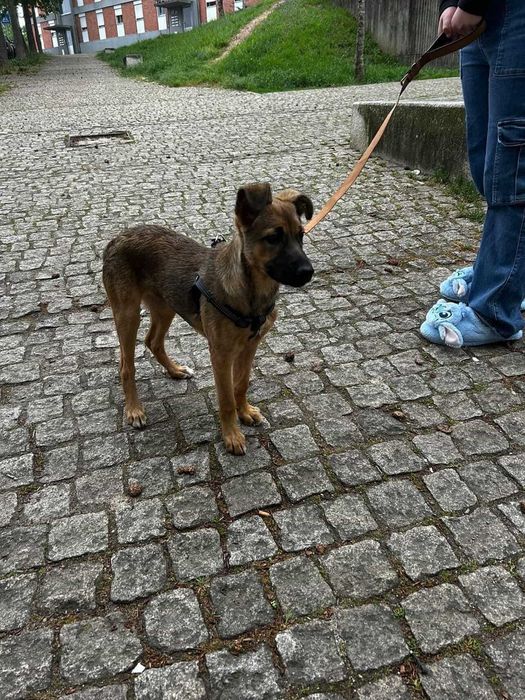 Nala para Adoção Responsável