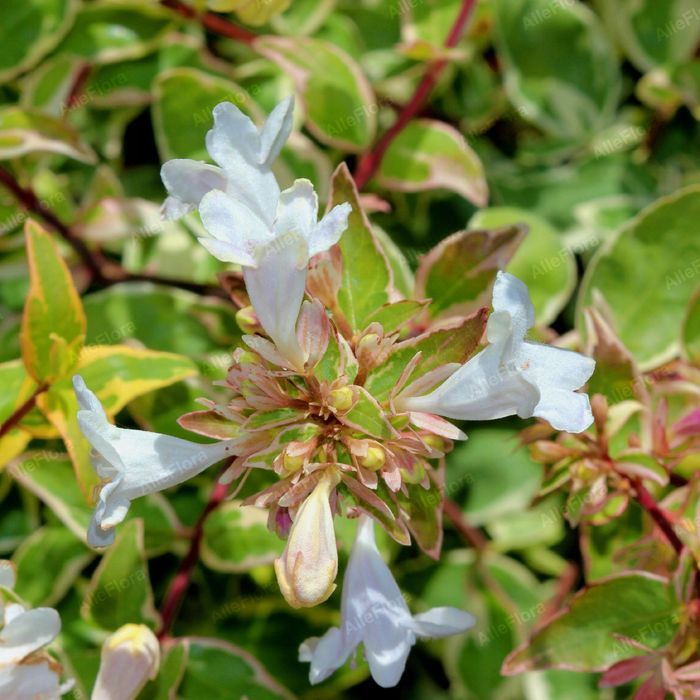Abelia wielkokwiatowa 'Sparkling Silver'  Doniczka 2.0L