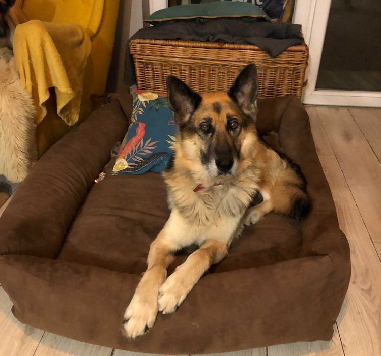 Bolek szuka pilnie domu