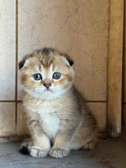 Кот золотая тикированная шиншилла