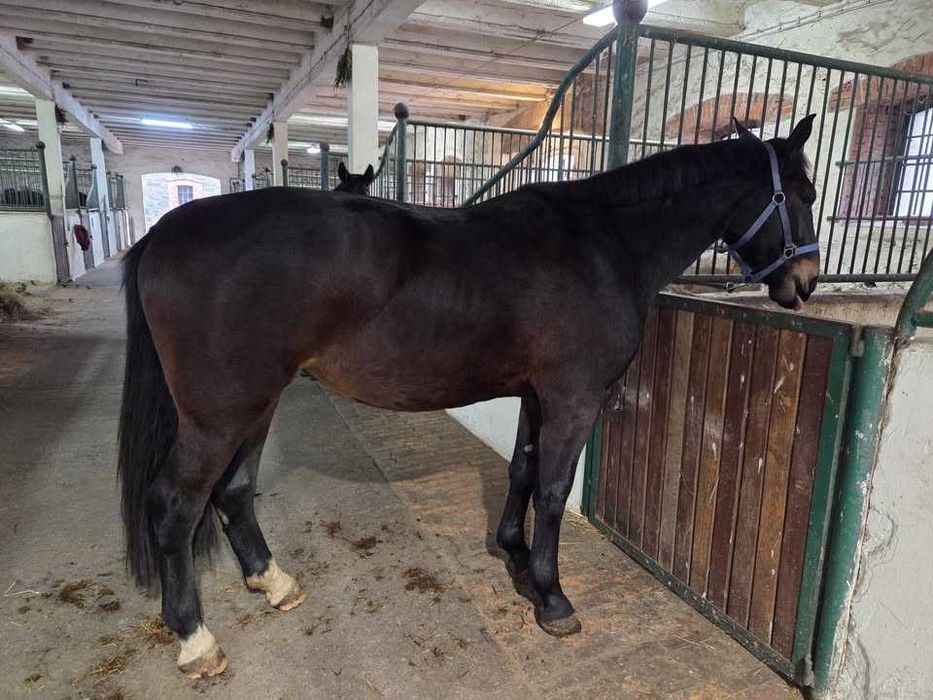 Koń śląski/ konie śląskie para do bryczki