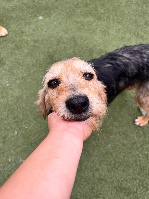 Menina para adoção responsável