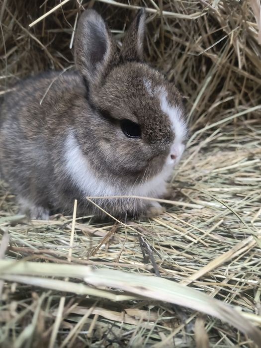Кролик Мини Нидерландская порода