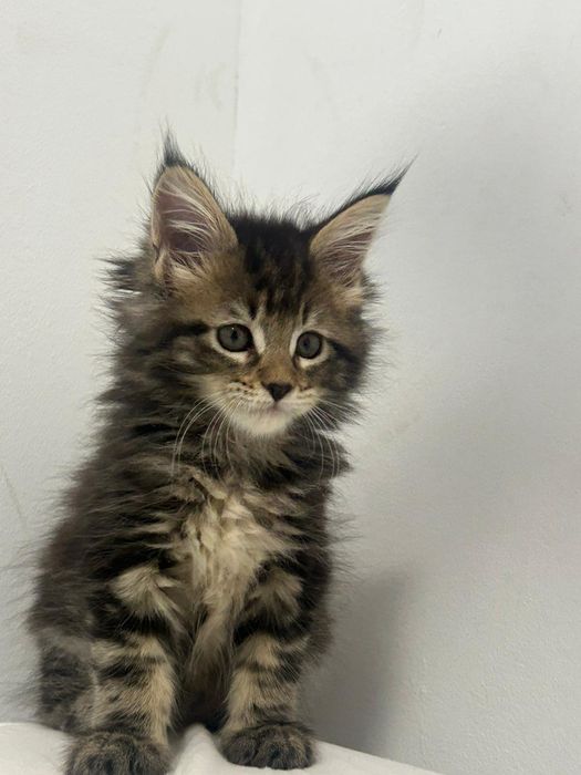 Linda gatinha tabby