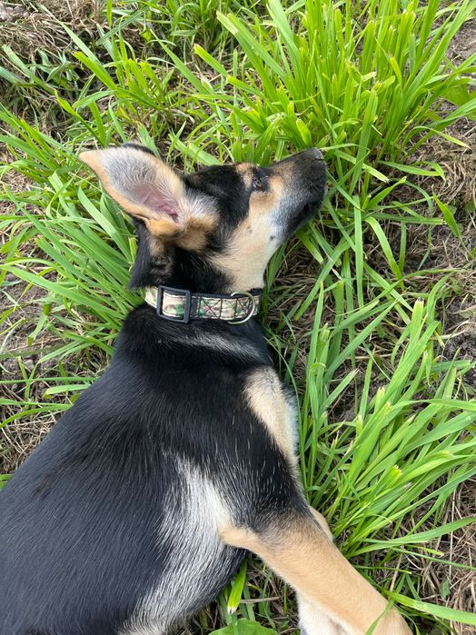 Andżelina - urocza roczna sunia